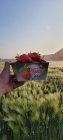 Fraises_de_Graux.jpg