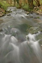 image Burnot_Arbre_aval_Station_pompage___06042016_8.jpg (55.2kB)